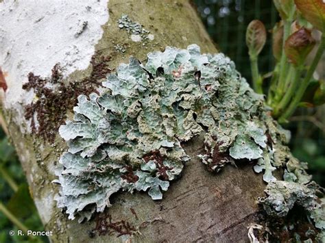 lumut kerak lichen